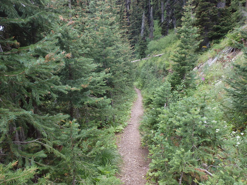 GDMBR: Cycling down FR-4353, MT.